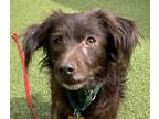 Adopt Cocoa a Spaniel (Unknown Type) / Mixed dog in Silverdale, WA (41557622)