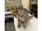 Adopt Pringles a Domestic Shorthair / Mixed cat in Santa Rosa, CA (41557618)
