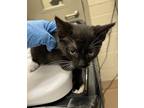Adopt Fritos a Domestic Shorthair / Mixed cat in Santa Rosa, CA (41557617)