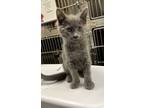 Adopt Kettle a Domestic Shorthair / Mixed cat in Santa Rosa, CA (41557614)