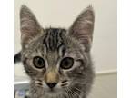 Adopt Twister a Domestic Shorthair / Mixed cat in Santa Rosa, CA (41557613)