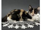 Adopt Slinky a Domestic Shorthair / Mixed cat in Santa Rosa, CA (41557611)