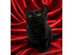 Adopt Jacks a Domestic Shorthair / Mixed cat in Santa Rosa, CA (41557610)