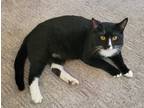 Adopt Felix a Black & White or Tuxedo American Shorthair / Mixed (short coat)