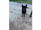 Adopt Bane a Black Husky / German Shepherd Dog / Mixed dog in Alvarado
