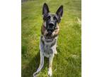 Adopt Lukai a German Shepherd Dog / Mixed dog in Troutdale, OR (41557601)