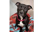 Adopt Rebel (mcas) a Pit Bull Terrier / Mixed dog in Troutdale, OR (41557599)