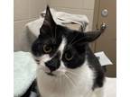 Adopt Dragonfly (mcas) a Domestic Shorthair / Mixed (short coat) cat in