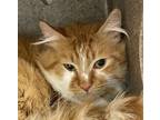 Adopt Frito (mcas) a Domestic Longhair / Mixed (long coat) cat in Troutdale