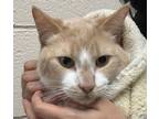 Adopt Dom (mcas) a Domestic Shorthair / Mixed (short coat) cat in Troutdale