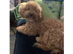 Adopt Kobe a Red/Golden/Orange/Chestnut - with White Poodle (Miniature) / Mixed