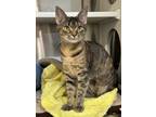 Adopt Victory a Brown Tabby Domestic Shorthair (short coat) cat in Peace Dale