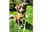 Adopt Mocha a Labrador Retriever / Mastiff / Mixed dog in West Vancouver