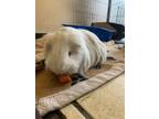 Adopt Mike a Guinea Pig small animal in West Vancouver, BC (41557755)