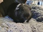 Adopt Jim a Guinea Pig small animal in West Vancouver, BC (41557754)