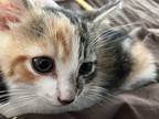 Adopt Cali a Calico or Dilute Calico Domestic Shorthair / Mixed (short coat) cat