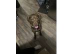 Adopt Cletus a Brown/Chocolate Labrador Retriever / Weimaraner / Mixed dog in