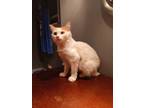 Adopt Brie a Domestic Shorthair / Mixed (short coat) cat in Philadelphia