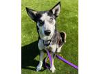 Adopt Maya a Siberian Husky / Mixed dog in Mipiltas, CA (41557575)