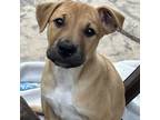 Adopt Bruder a Tan/Yellow/Fawn - with White Boxer / Terrier (Unknown Type