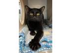 Adopt Midnight a Black (Mostly) Bombay / Mixed (short coat) cat in Omaha