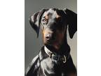 Adopt Sunday a Black - with Tan, Yellow or Fawn Doberman Pinscher / Mixed dog in