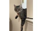 Adopt Moe a Brown or Chocolate American Shorthair / Mixed (short coat) cat in