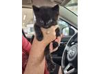 Adopt Lucas a All Black American Shorthair / Mixed (short coat) cat in Florence