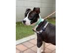 Adopt Tallulah a Black - with White Pit Bull Terrier / Mixed dog in Los Angeles