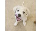 Adopt Locaweb a Great Pyrenees, Mixed Breed