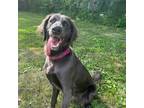 Adopt Ember a Gray/Blue/Silver/Salt & Pepper Weimaraner dog in Grand Haven