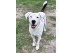 Adopt Truman a White - with Brown or Chocolate Dogo Argentino / Dalmatian /
