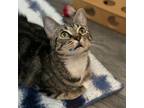 Adopt Zico a Tiger Striped Domestic Shorthair cat in Redmond, WA (41557510)
