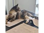 Adopt Doja Cat a Tiger Striped Domestic Mediumhair cat in Redmond, WA (41557508)