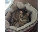 Adopt Emerald City a Brown Tabby Domestic Shorthair cat in Redmond