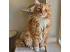 Adopt Orange Julius a Orange or Red Tabby Domestic Longhair cat in Redmond