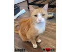 Adopt Ginger a Domestic Short Hair