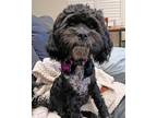 Adopt Dudley a Black - with White Poodle (Miniature) / Shih Tzu / Mixed dog in