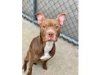 Adopt Scampi a Brown/Chocolate Pit Bull Terrier / Mixed dog in Chicago