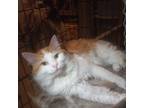 Adopt Hoppy a White (Mostly) Domestic Longhair (long coat) cat in Cardwell