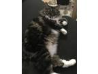 Adopt Nady a Black & White or Tuxedo Domestic Longhair / Mixed (medium coat) cat