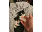 Adopt Keke a All Black Domestic Shorthair cat in Belton, MO (41557467)