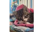 Adopt Maisie Rain a All Black Domestic Shorthair cat in Belton, MO (41557466)