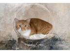 Adopt Big Red a Orange or Red Domestic Shorthair cat in Belton, MO (41557465)