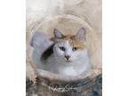 Adopt Victoria a White Calico cat in Belton, MO (41557464)