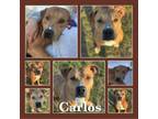 Adopt Carlos (Roni) CFS# 230089971 a Pit Bull Terrier