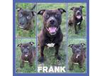 Adopt Frank CFS# 240041051 a American Staffordshire Terrier