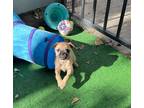 Adopt Gigi a Tan/Yellow/Fawn Pug / Mixed dog in San Diego, CA (41557435)
