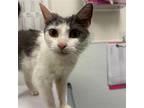 Adopt Didi Pickles a Gray or Blue (Mostly) Domestic Shorthair / Mixed (short