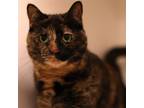Adopt Lucy Liu a Tortoiseshell Domestic Shorthair / Mixed (short coat) cat in